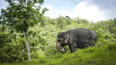 Ethical Elephant Sanctuary Visit