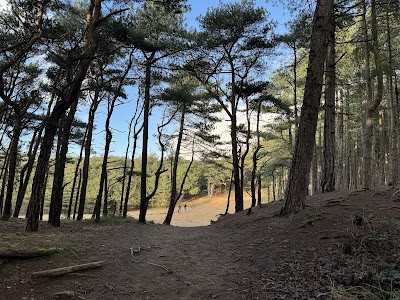 Formby Pine Woods & Dunes