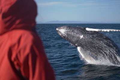 Harbour Whale Watching