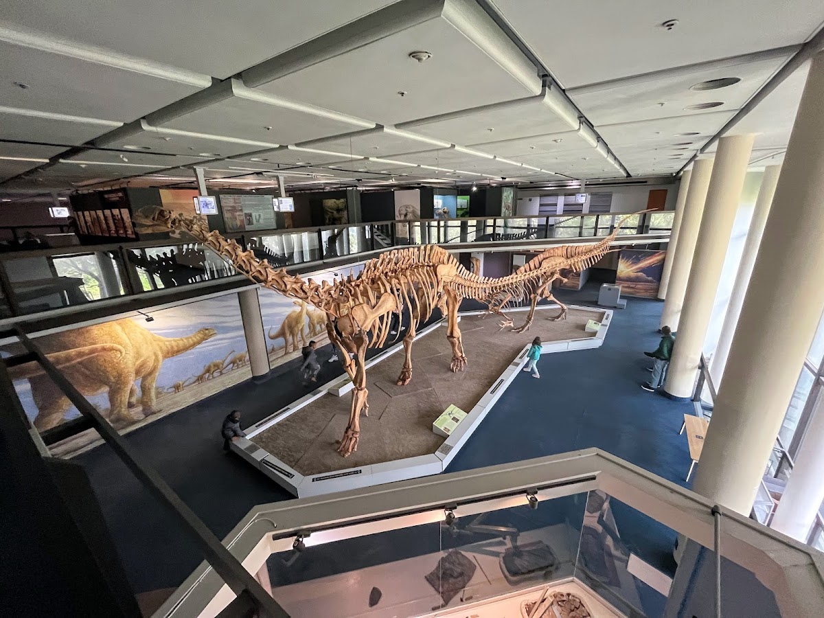 Iziko South African Museum, Cape Town
