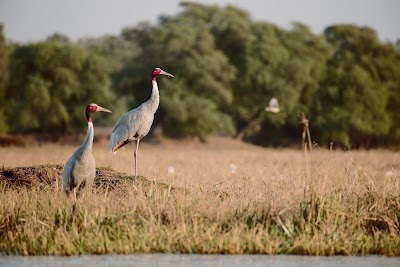 Keoladeo National Park (Bharatpur)