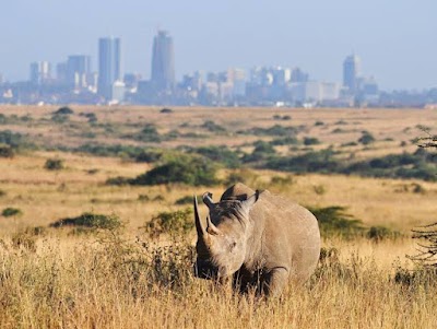 Nairobi National Park Safari