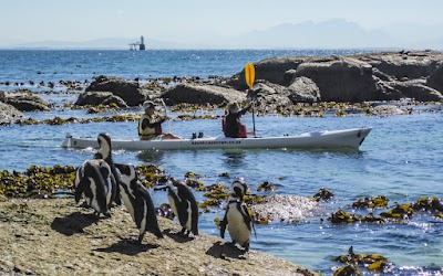 Sea Kayak with Penguins