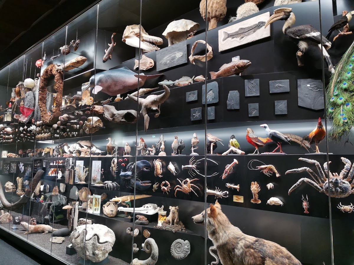 Senckenberg Natural History Museum, Frankfurt